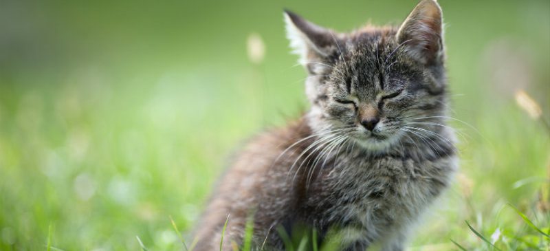 toxoplasmose-chat-danger