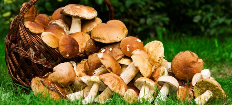 Trucs astuces intoxication aux champignons