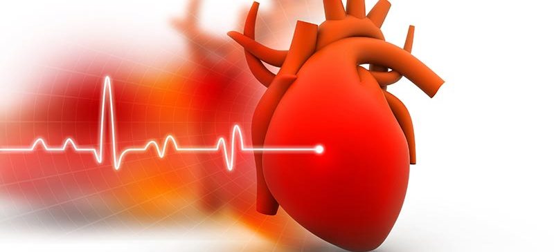 DWORF, une nouvelle molécule contre l'insuffisance cardiaque