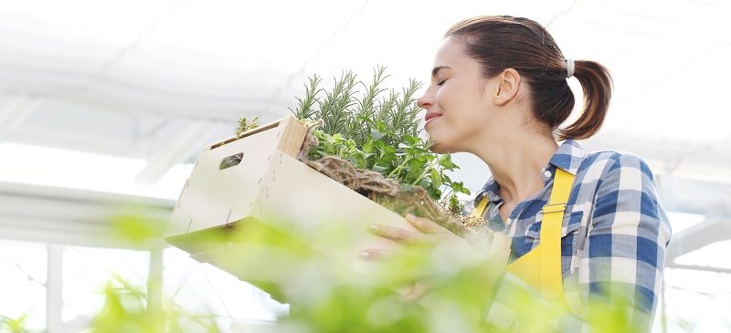 Herbes aromatiques