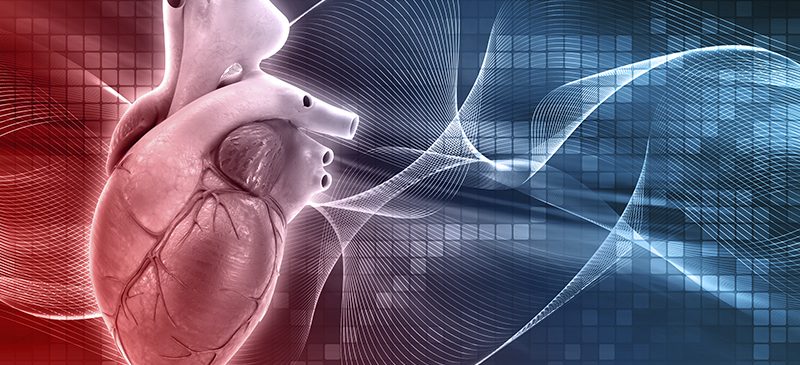 Cœur médical en 3D pour tester infarctus du myocarde avec déoxydihydrocéramide