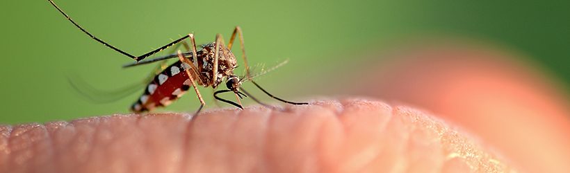 Piqûre de moustique sur le doigt qui transmet le chikungunya